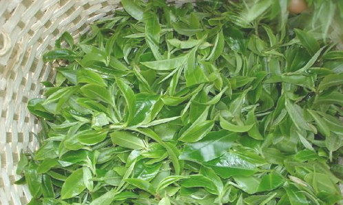 購買茶葉需要注意些什么？